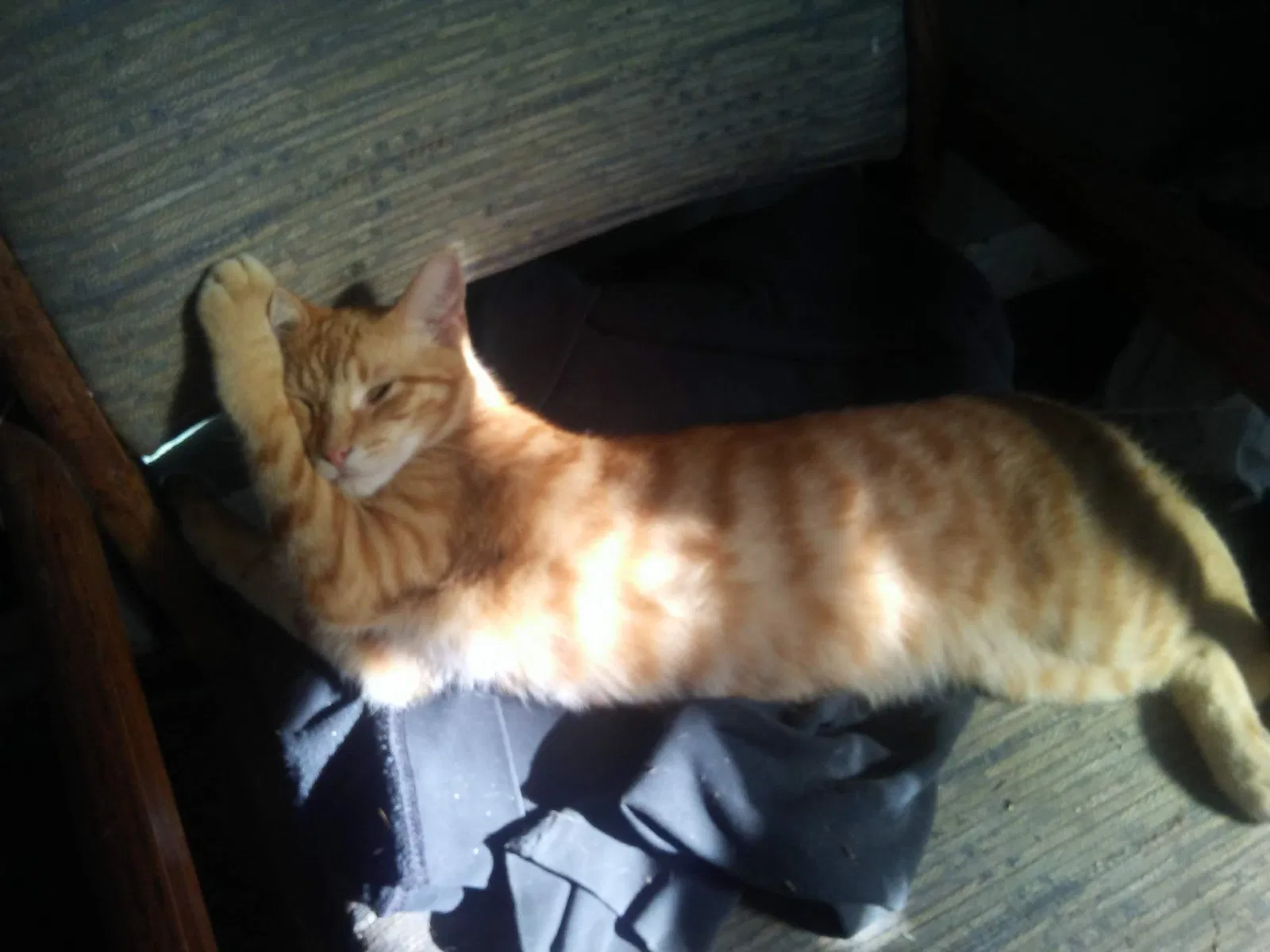Lost cat in Portage, MI, 49002