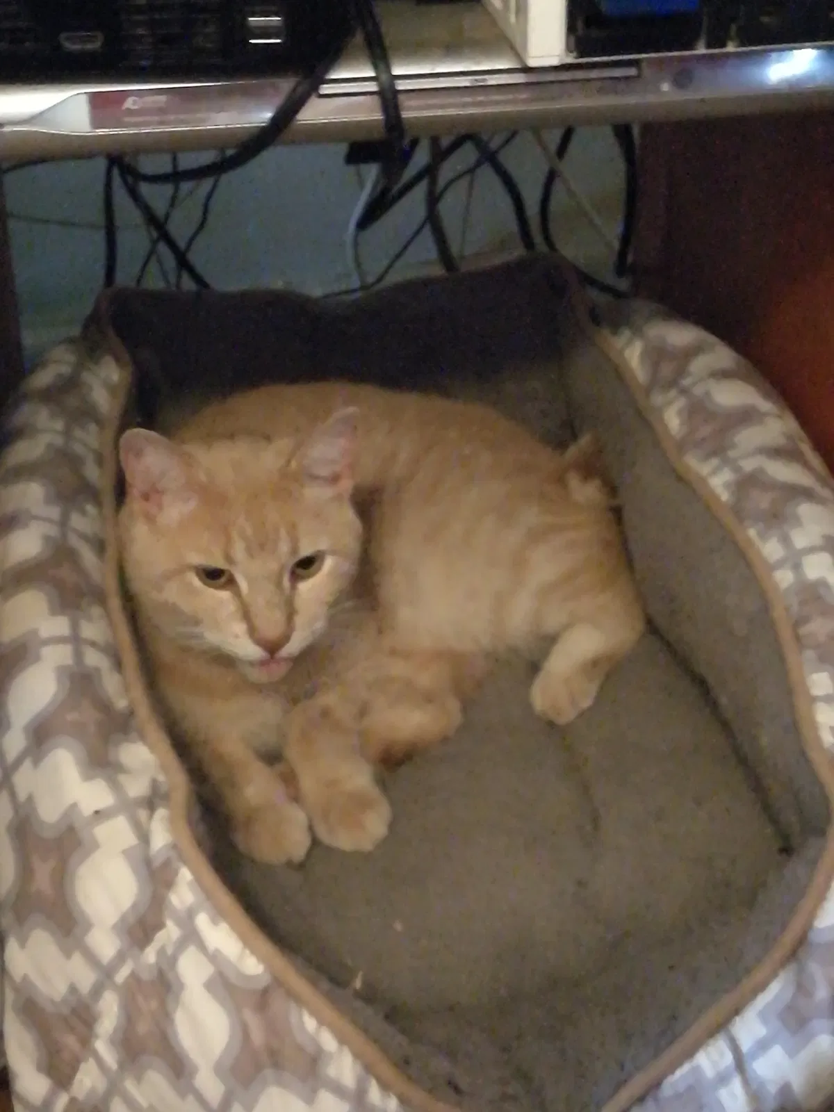 Lost cat in Indianapolis, IN, 46218