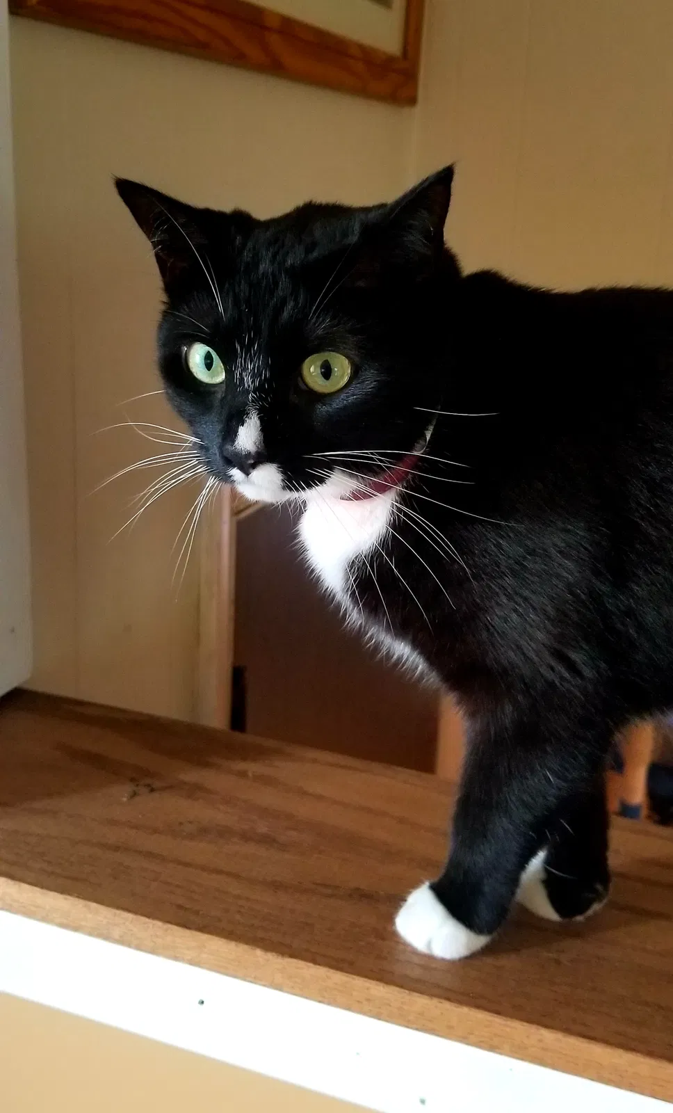 Lost cat in Trenton, NJ, 8638