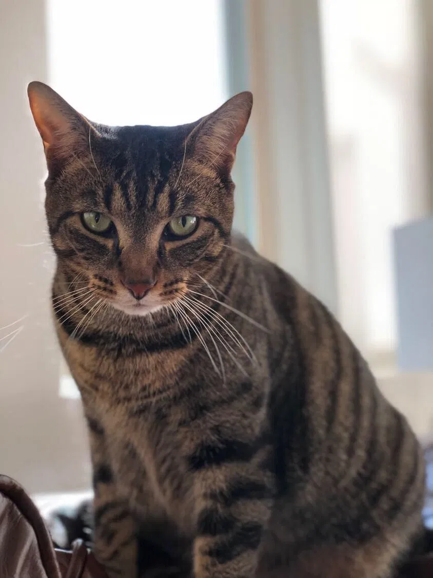 Lost cat in Birmingham, AL, 35209