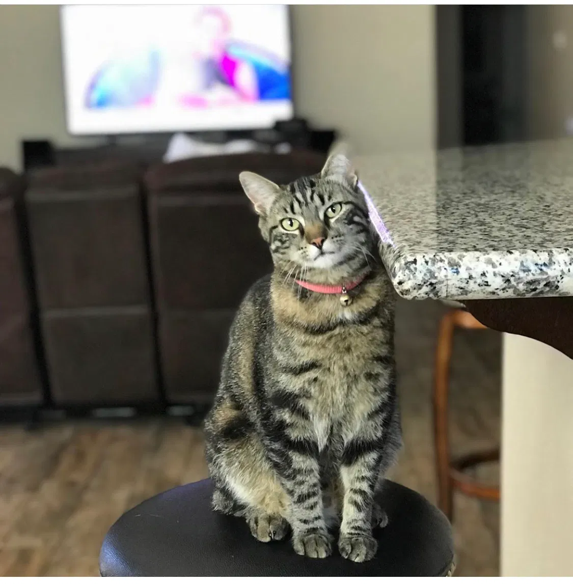 Lost cat in Kerman, CA, 93630