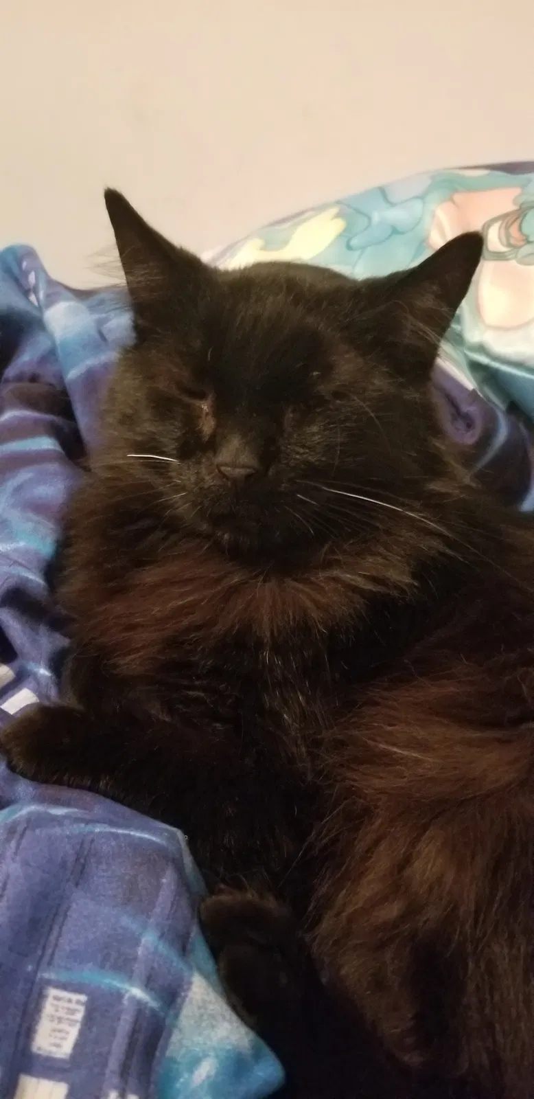 Lost cat in Rome, GA, 30161