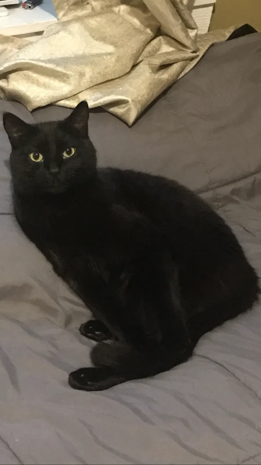 Lost cat in Kansas City, MO, 64118