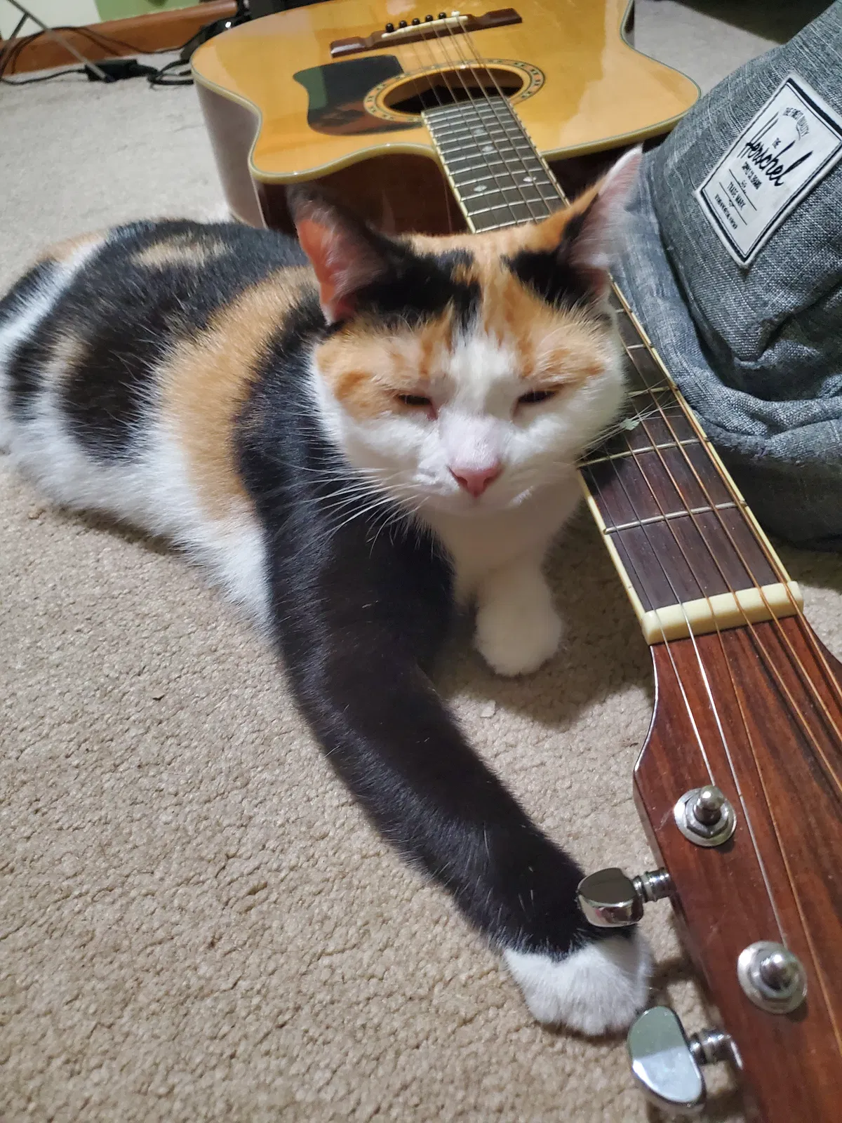Lost cat in Jacksonville, NC, 28540