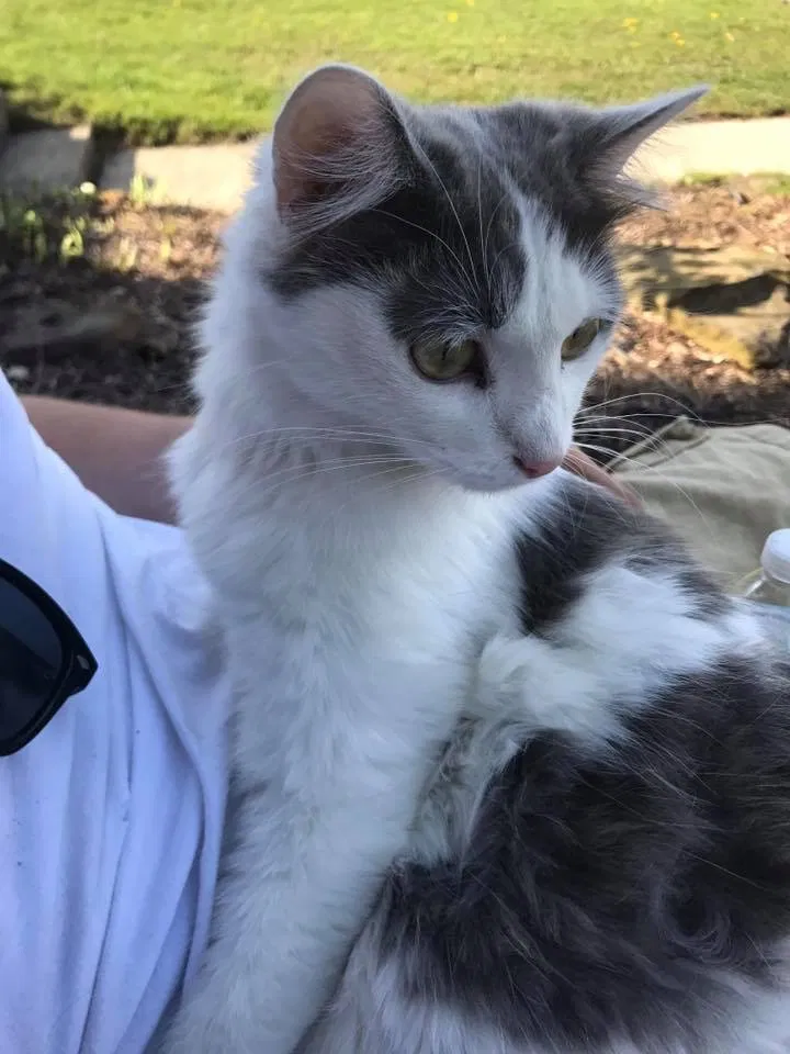 Lost cat in Oak Hill, WV, 25901
