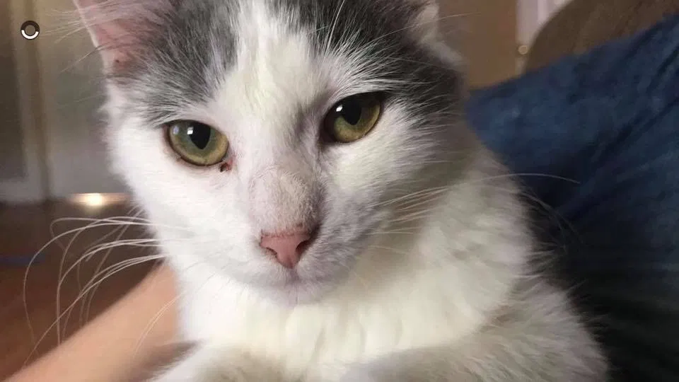 Lost cat in Oak Hill, WV, 25901