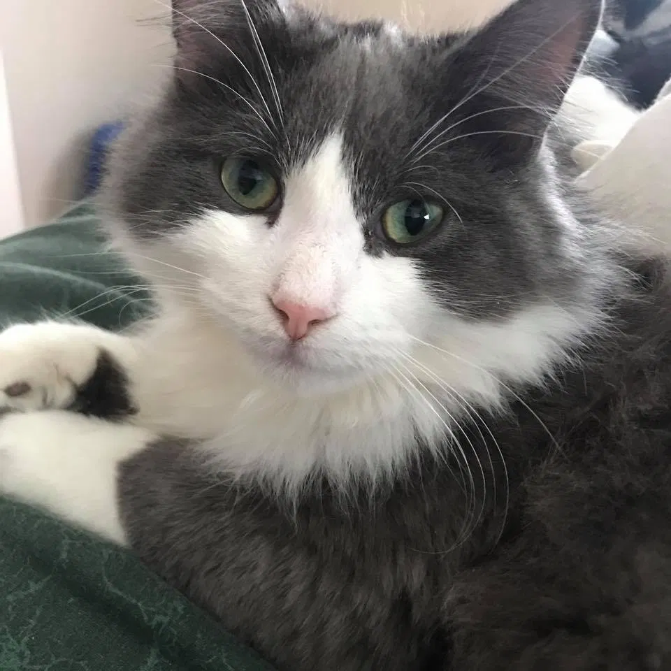 Lost cat in Oak Hill, WV, 25901