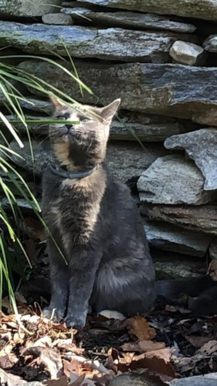Lost cat in Carlisle, PA, 17015