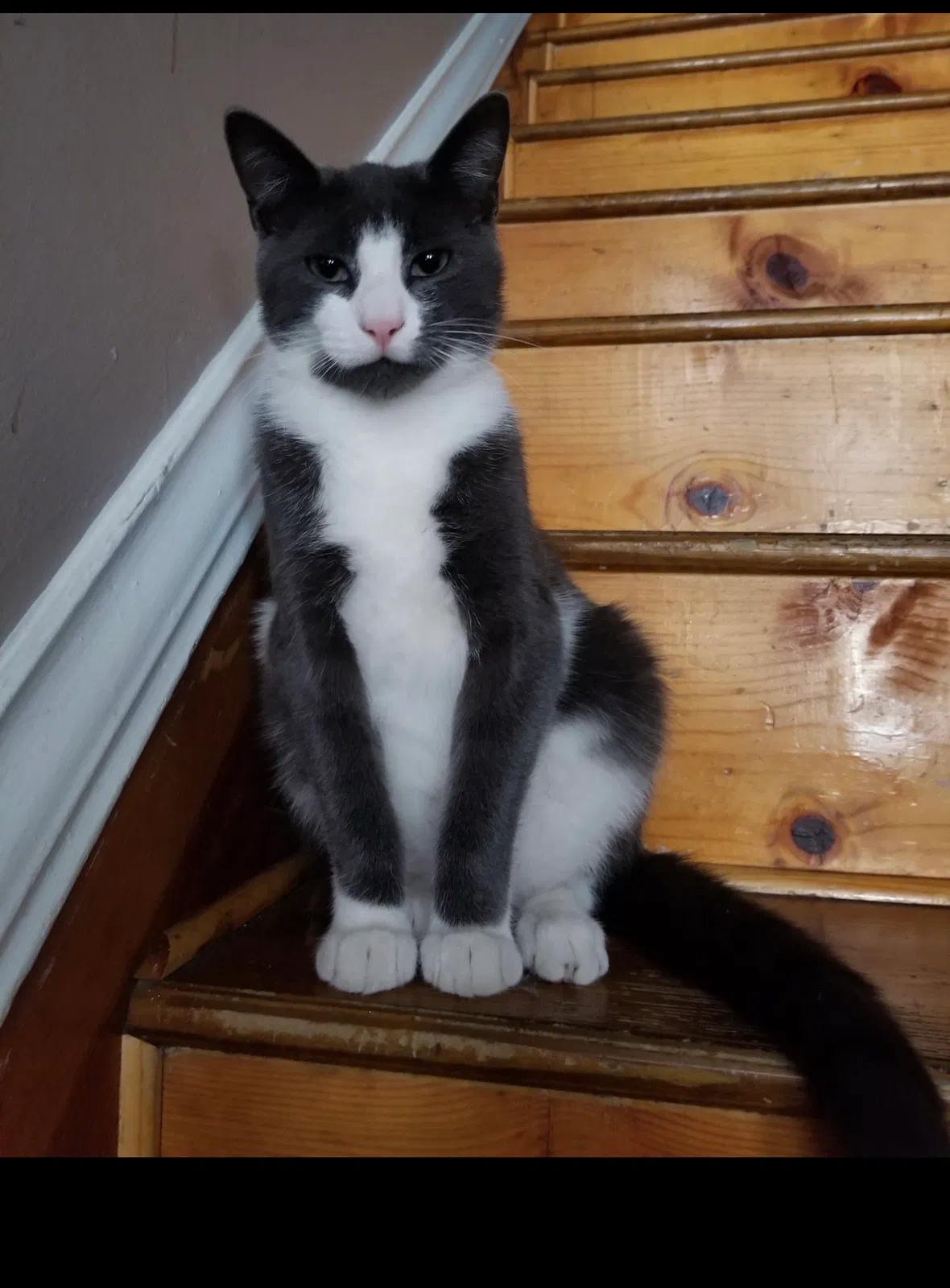 Lost cat in Philadelphia, PA, 19148