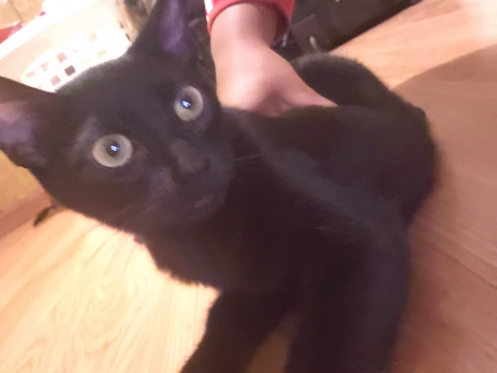 Lost cat in Cleveland, OH, 44102