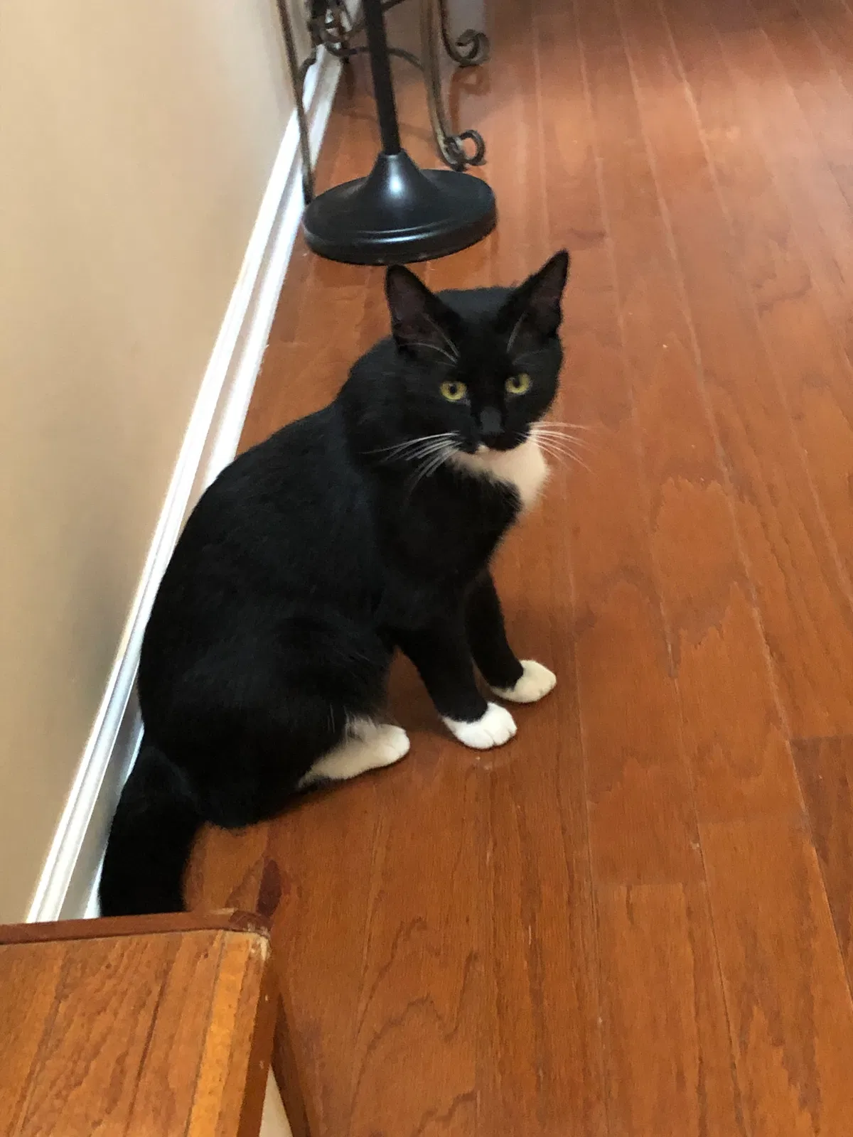 Lost cat in Tuscaloosa, AL, 35404