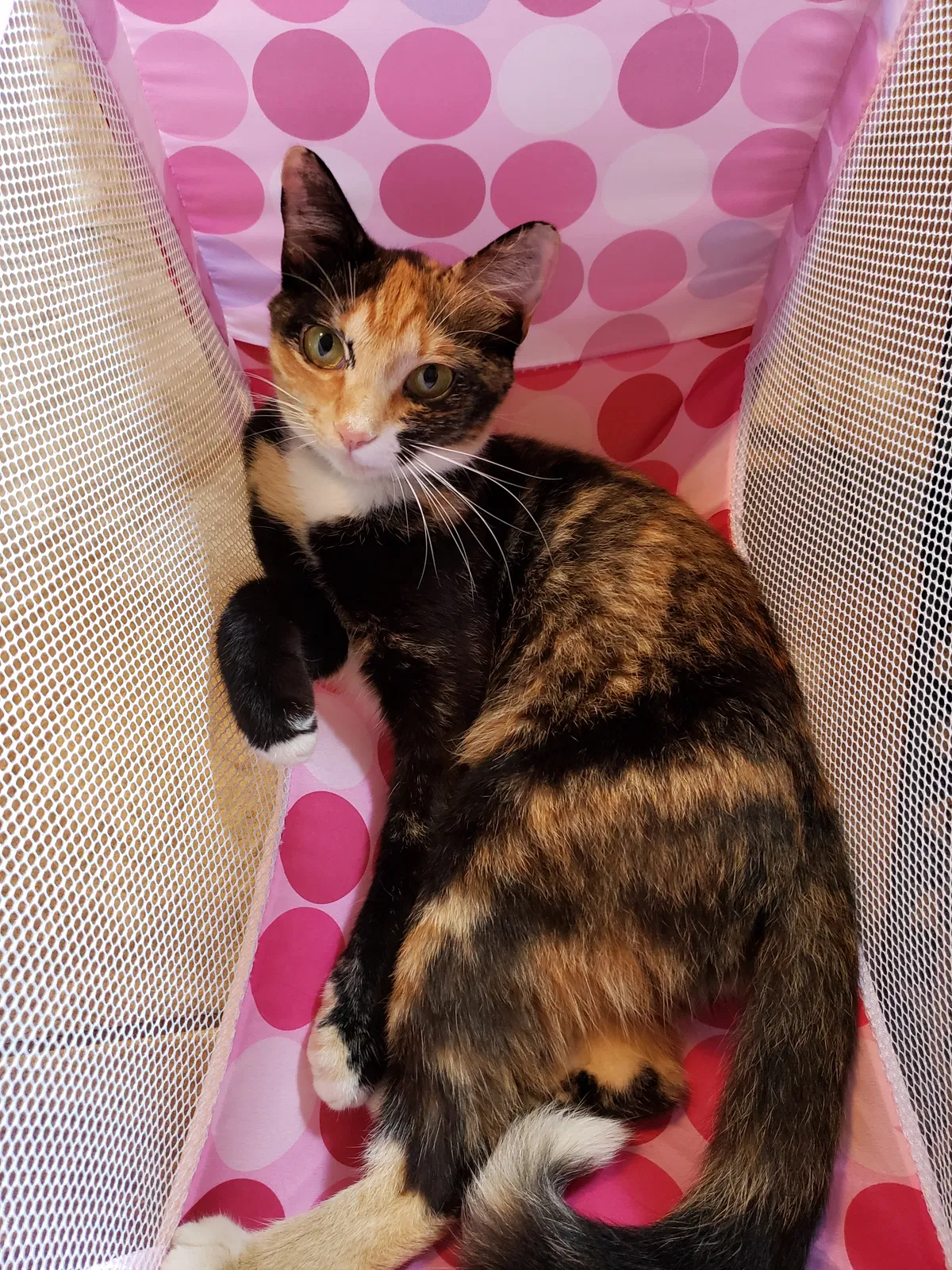 Lost cat in Dothan, AL, 36305