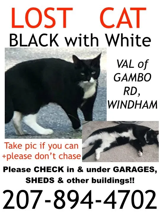 Lost cat in Windham, ME, 4062