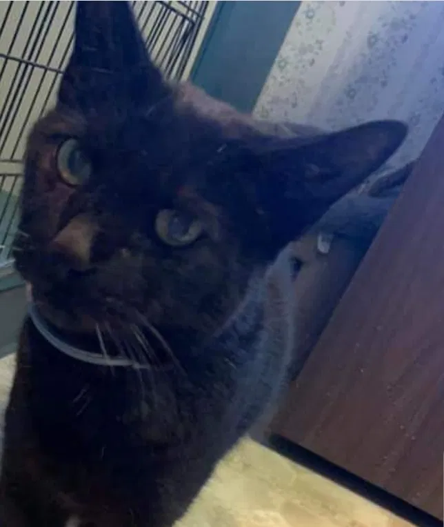 Lost cat in Zelienople, PA, 16063