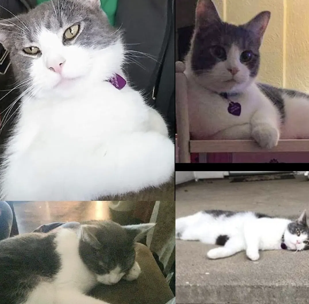 Lost cat in Barberton, OH, 44203