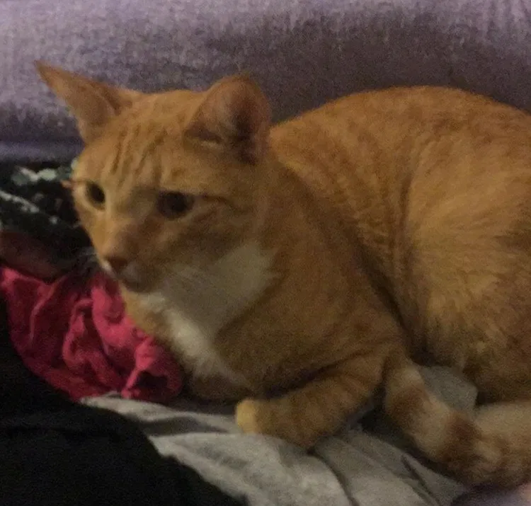 Lost cat in Philadelphia, PA, 19148