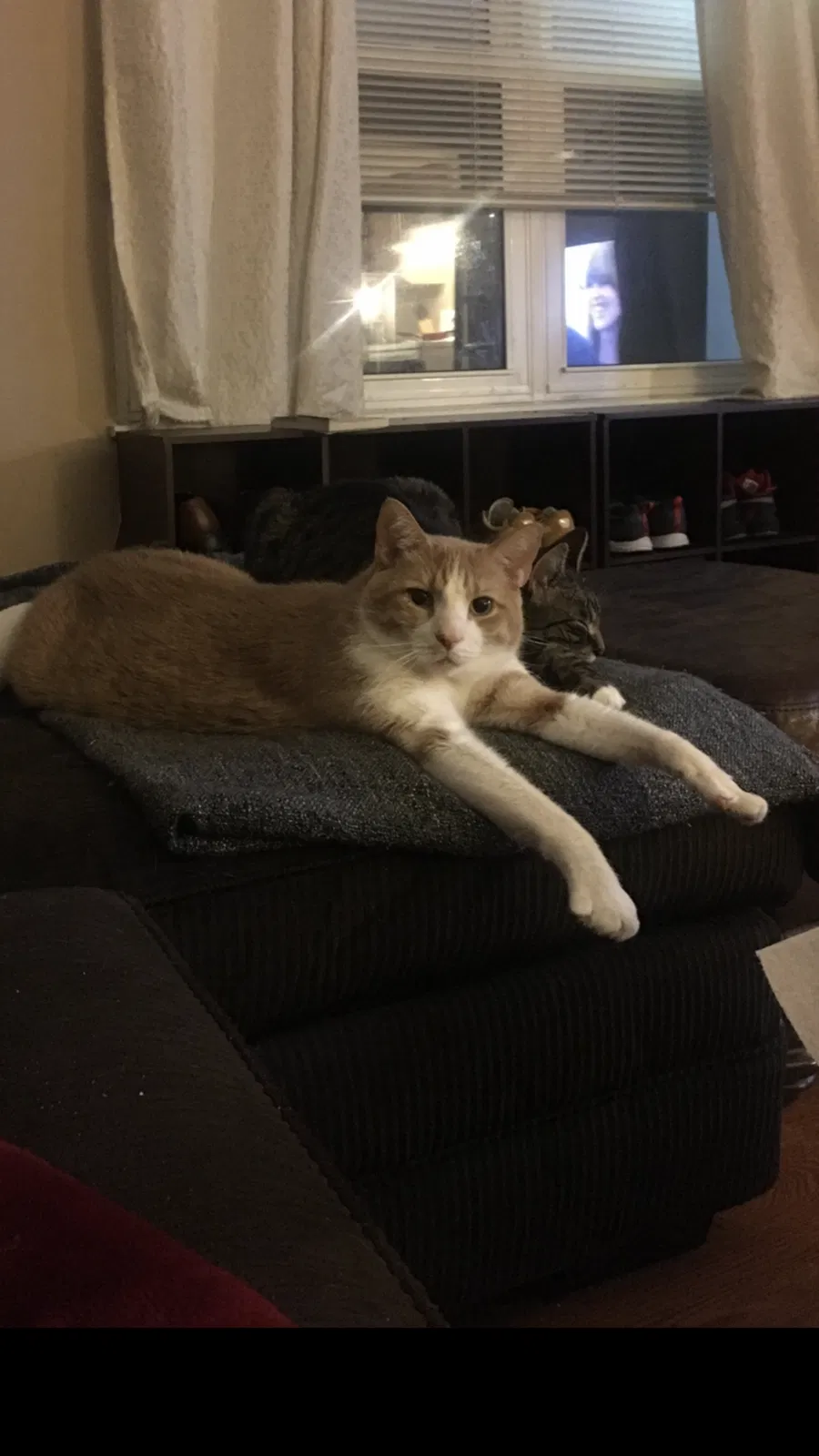 Lost cat in Fairfield, OH, 45014