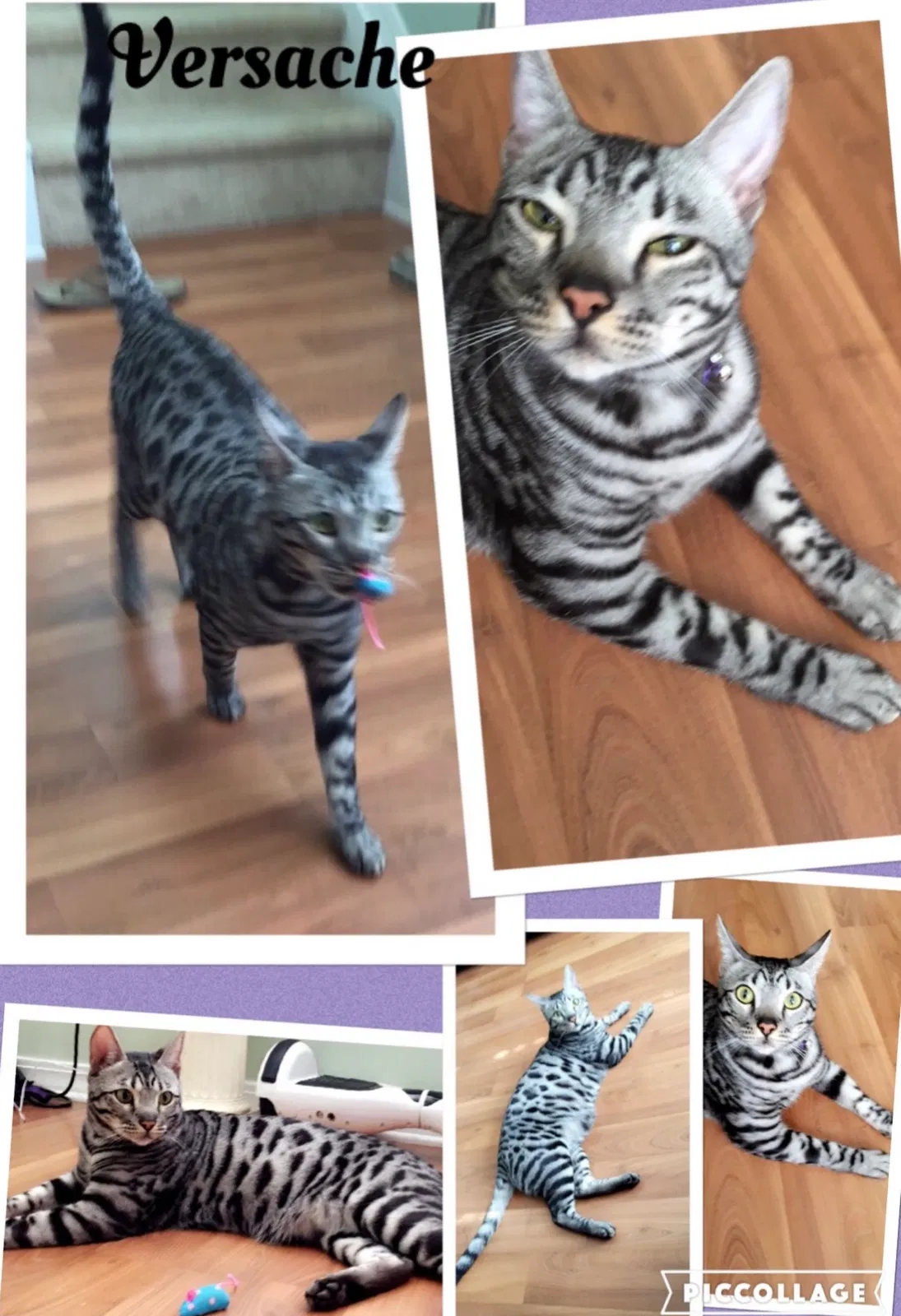 Lost cat in Covington, LA, 70433