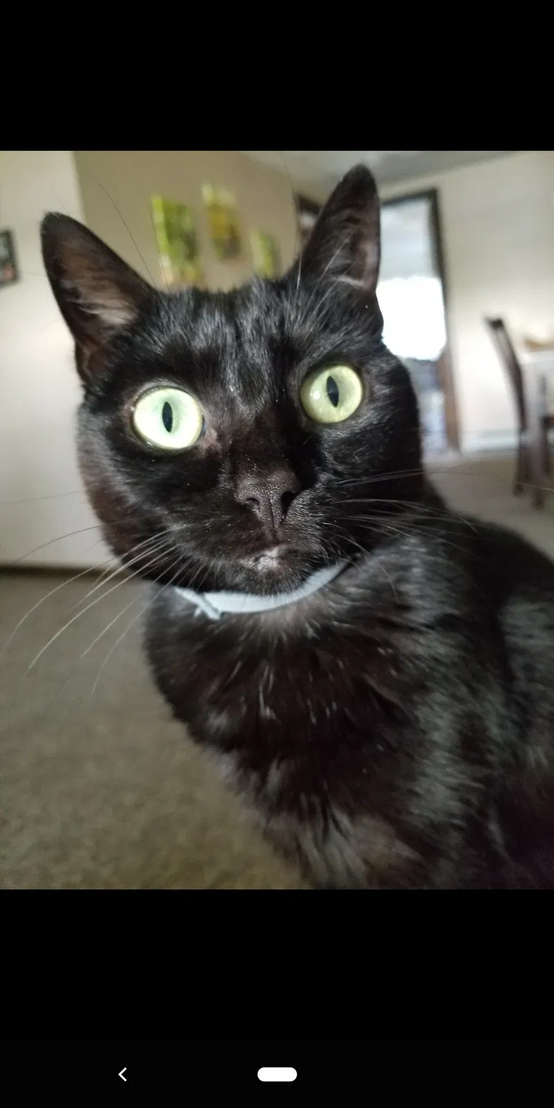 Lost cat in Jermyn, PA, 18433
