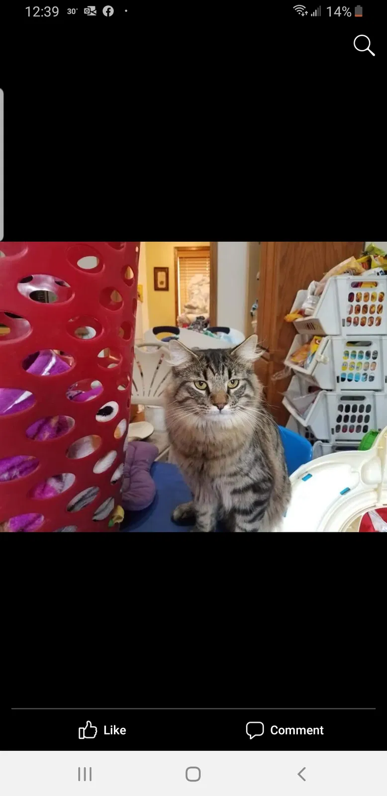 Lost cat in Atkins, IA, 52206