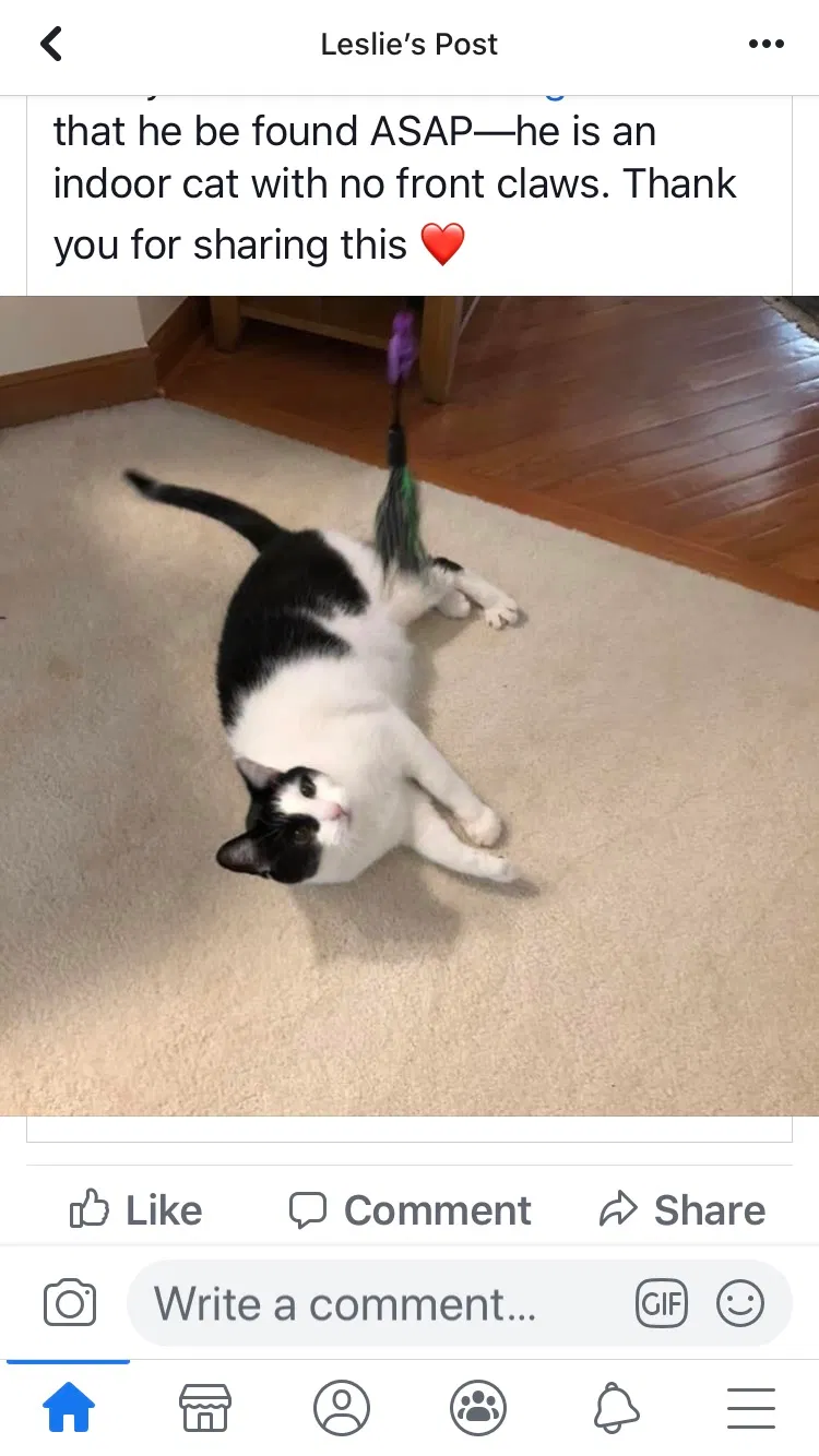 Lost cat in Hilliard, OH, 43026