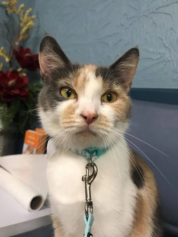 Lost cat in Oak Hill, WV, 25901
