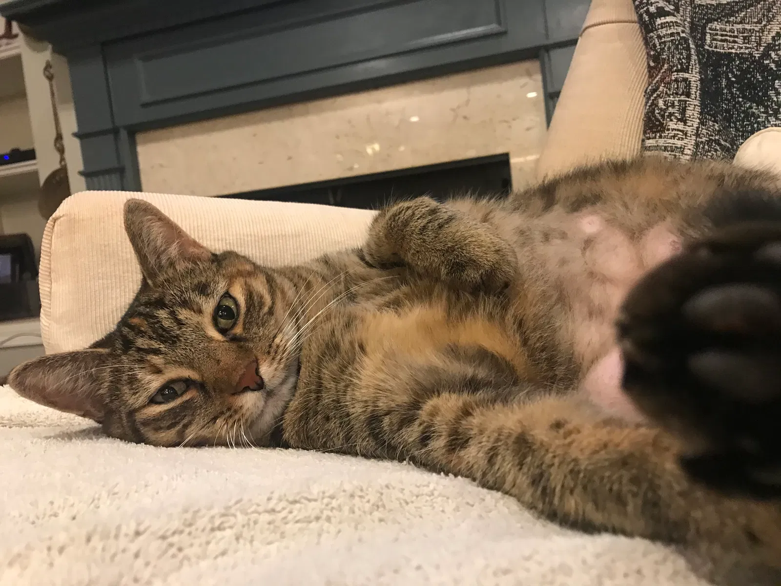 Lost cat in Alpharetta, GA, 30005