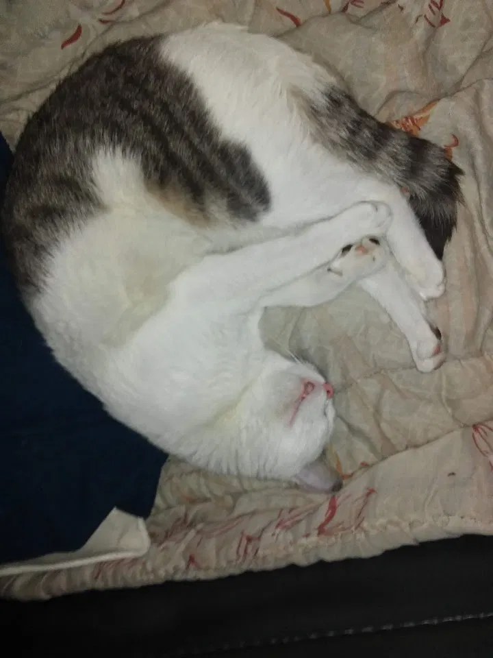 Lost cat in Pine Grove, PA, 17963