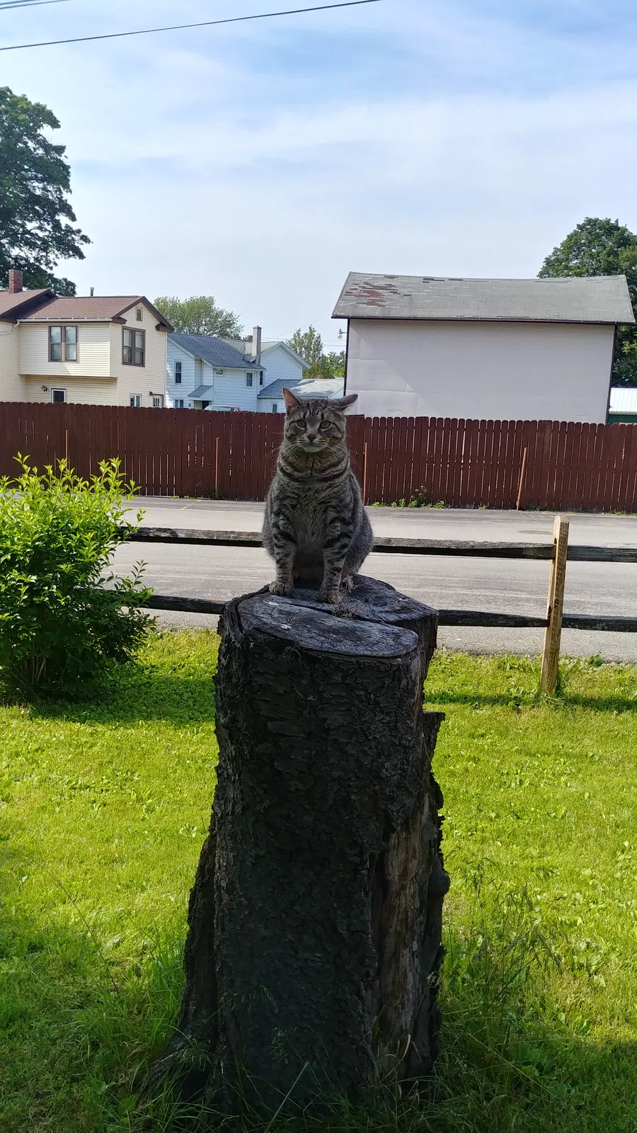 Lost cat in Marion, NY, 14505