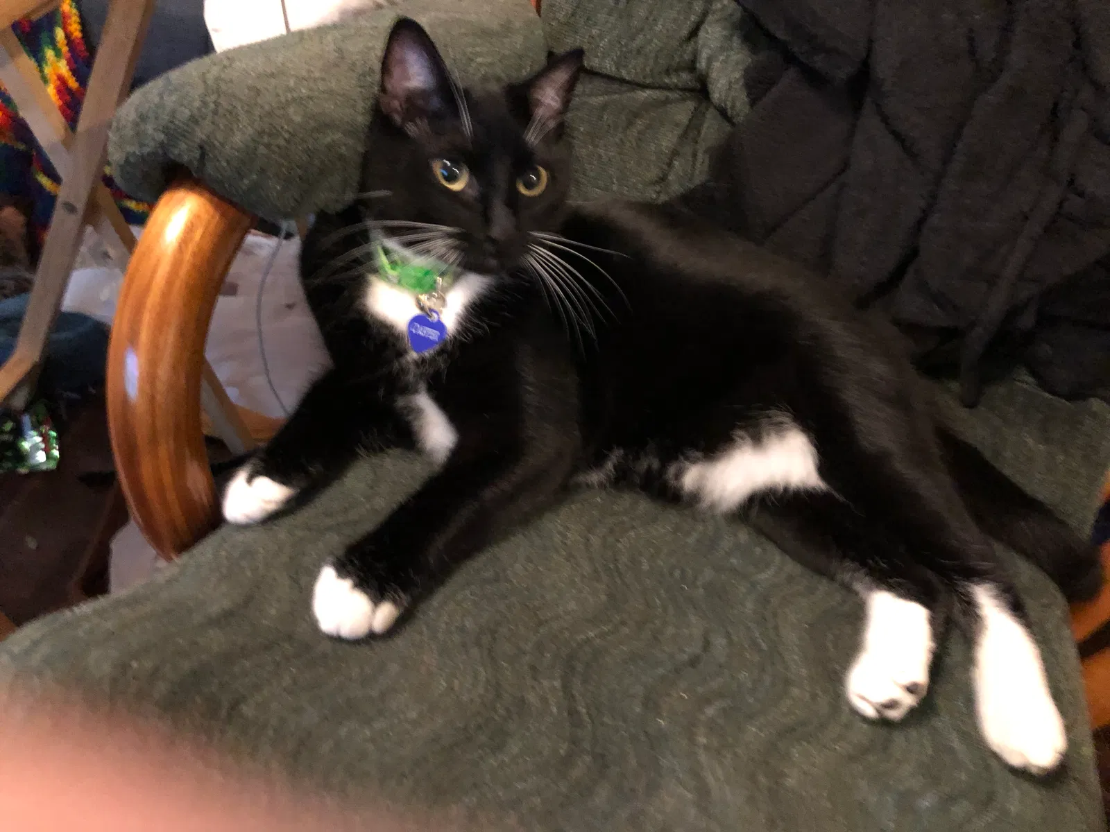 Lost cat in Yulee, FL, 32097