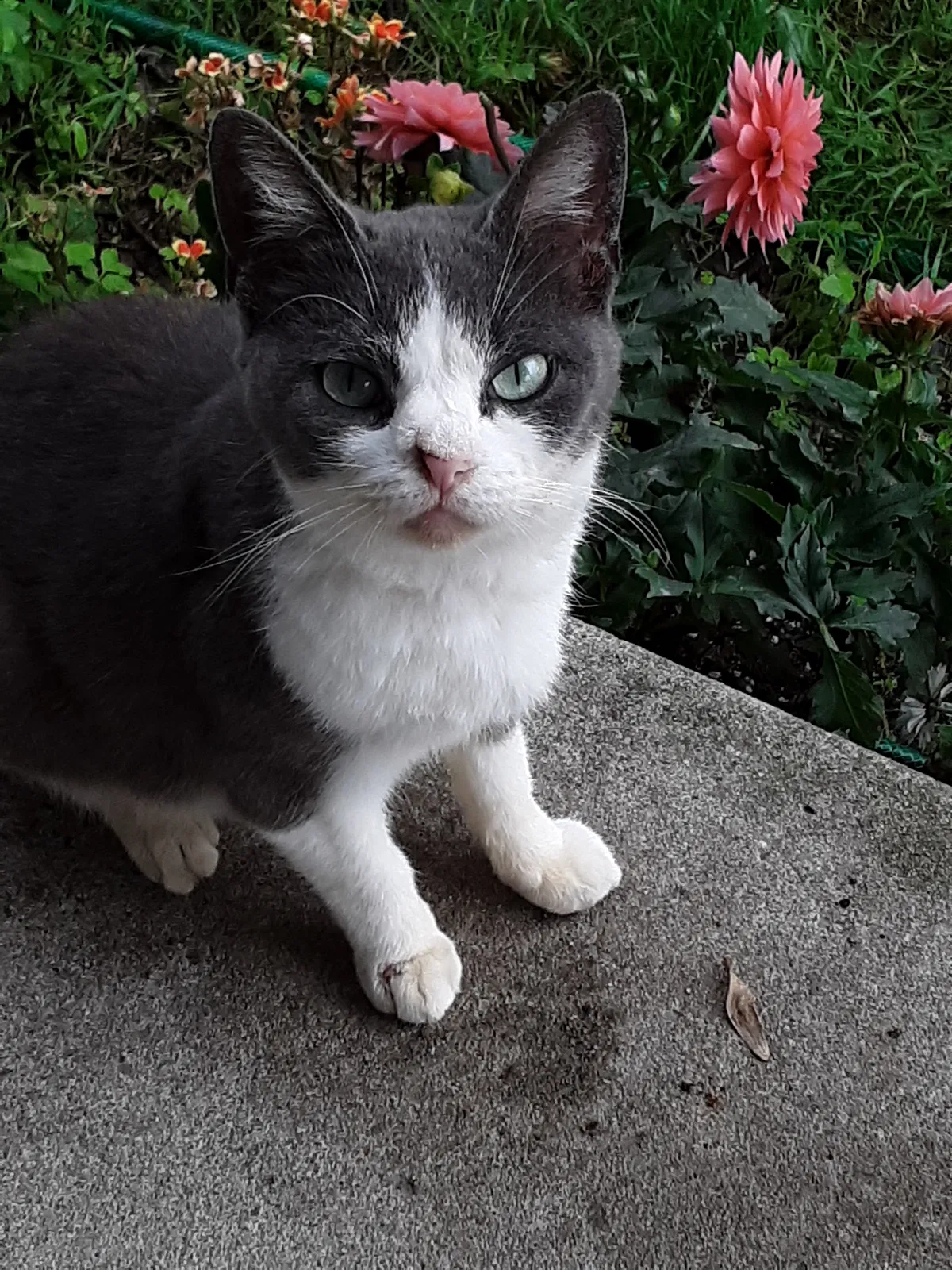 Lost cat in Defiance, OH, 43512
