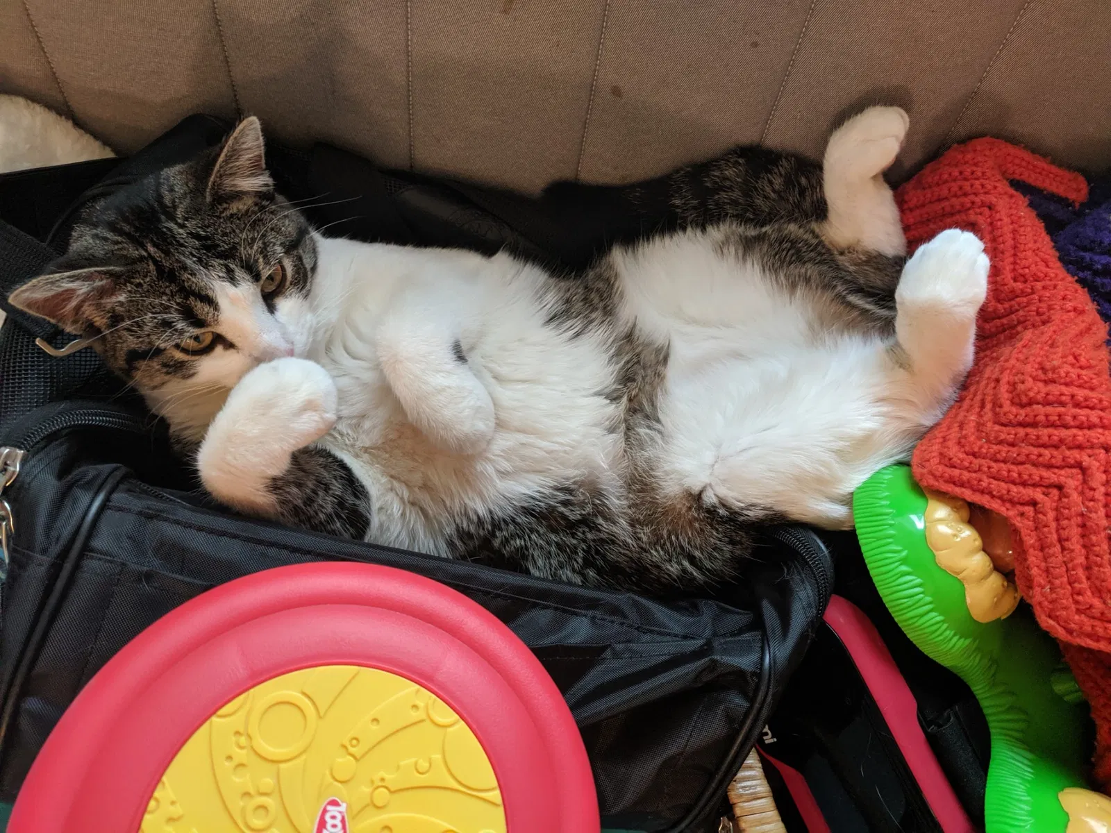 Lost cat in Saint Paul, MN, 55122