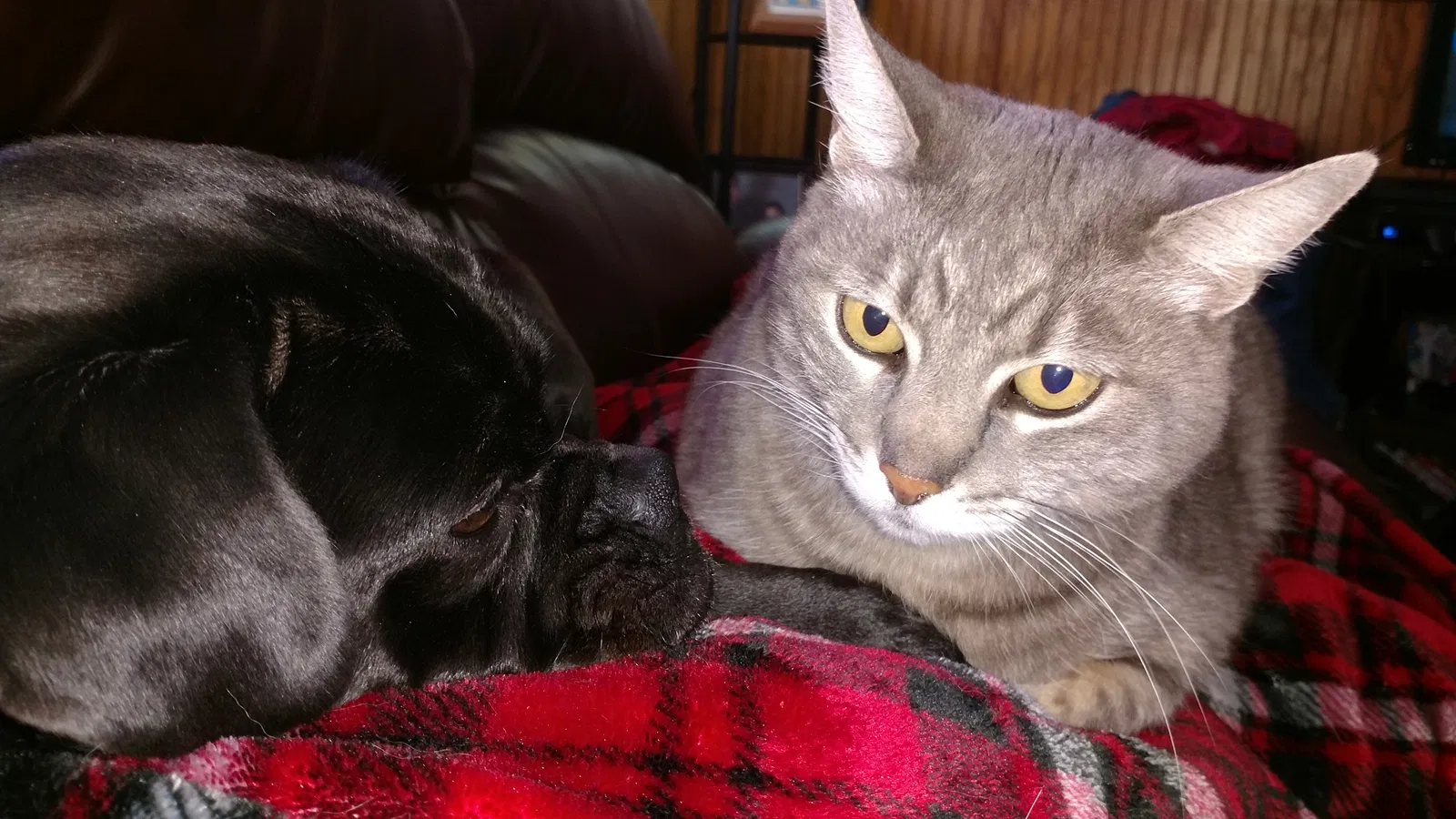 Lost cat in Stevensville, MT, 59870