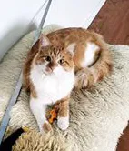 Lost cat in Midland, TX, 79701