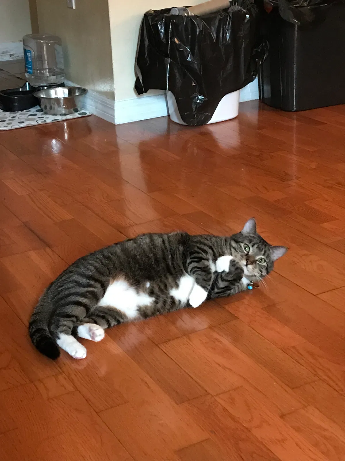 Lost cat in Kissimmee, FL, 34747