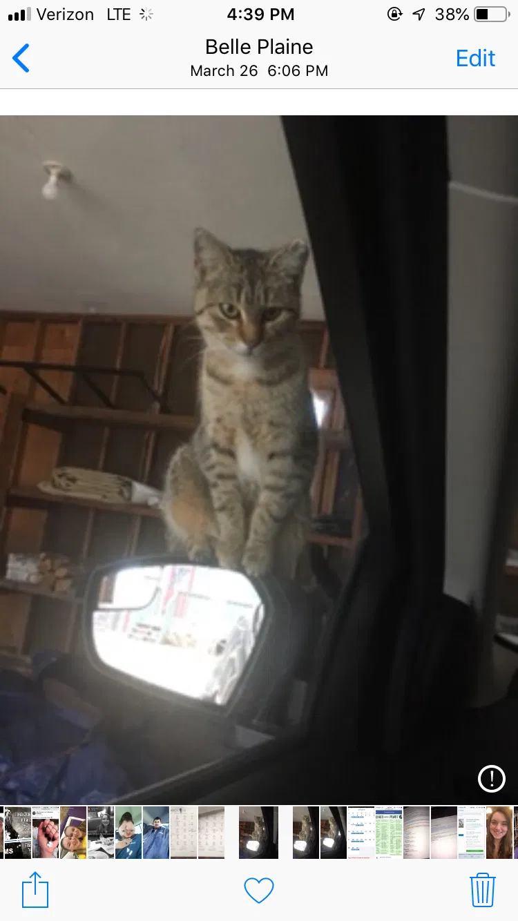 Lost cat in Belle Plaine, MN, 56011