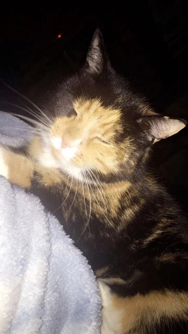 Lost cat in North Adams, MA, 1247