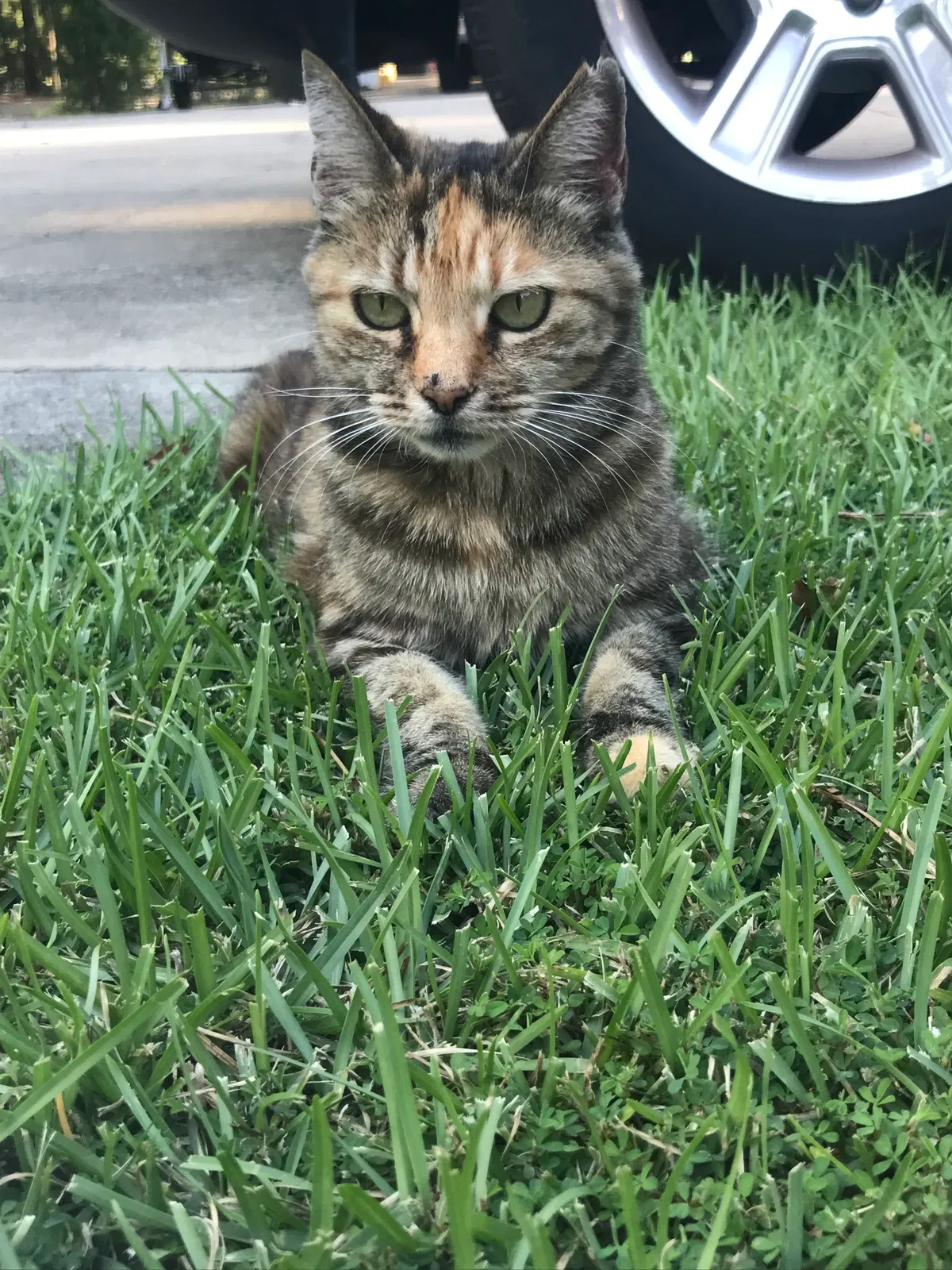Lost cat in Milledgeville, GA, 31061