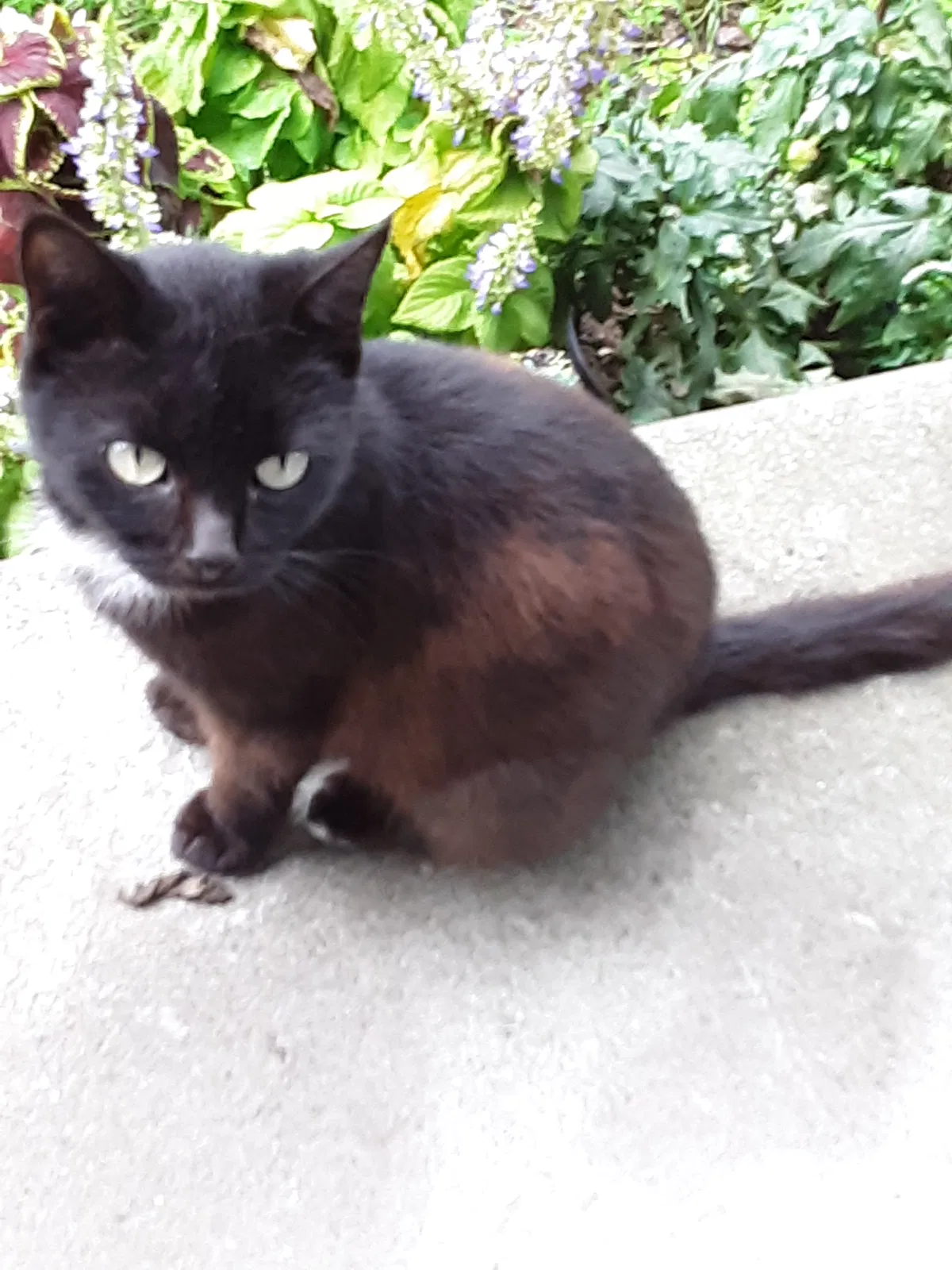 Lost cat in Defiance, OH, 43512