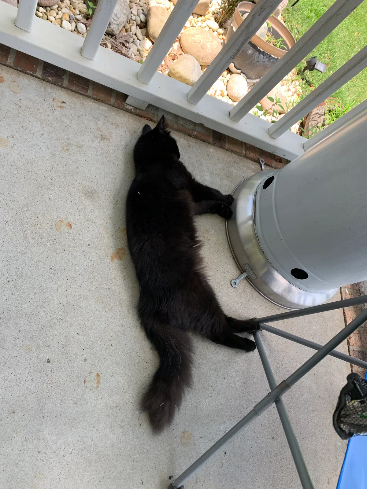 Lost cat in Lawrenceburg, TN, 38464