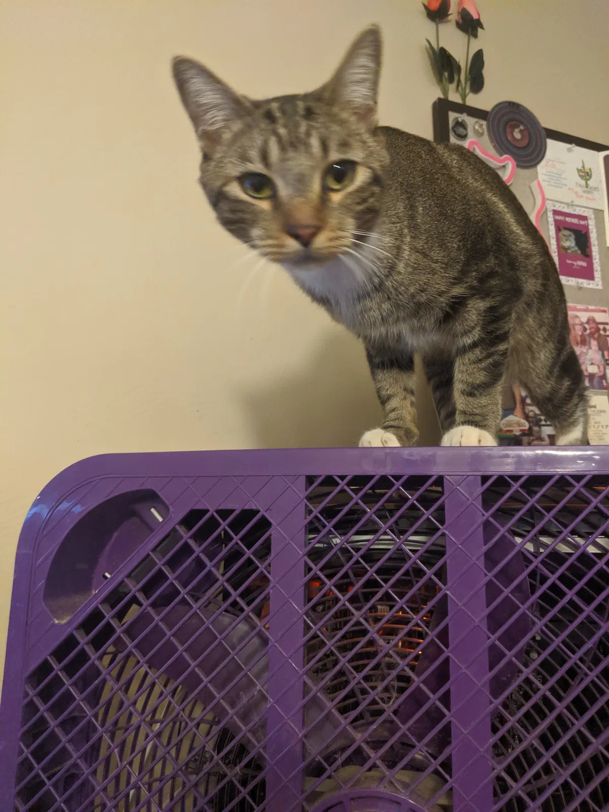 Lost cat in Tucson, AZ, 85710