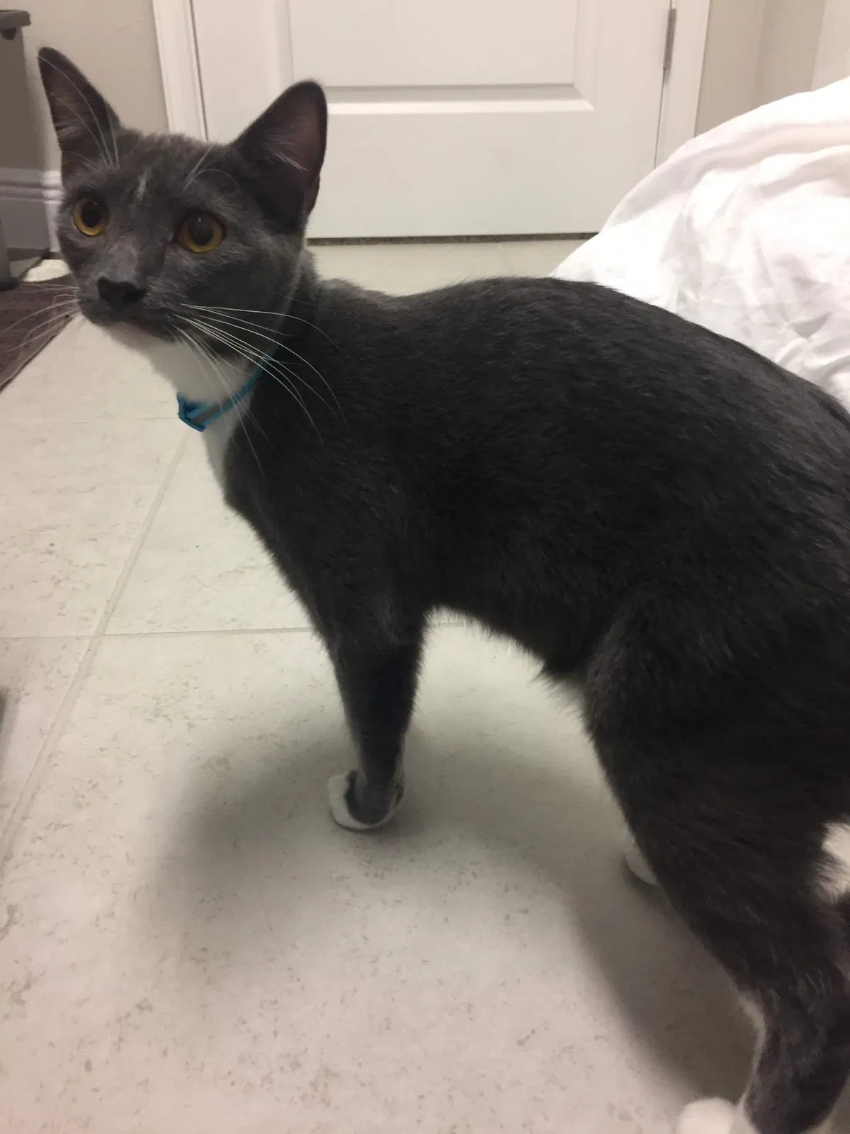 Lost cat in Orlando, FL, 32827