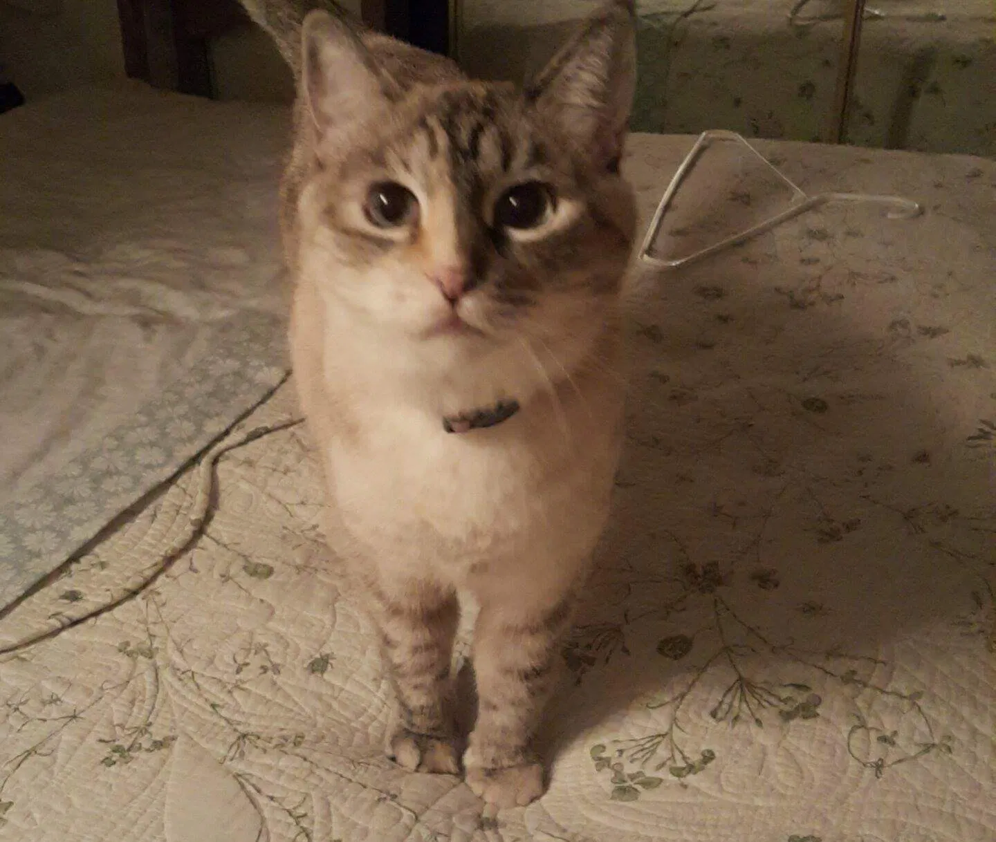 Lost cat in Wink, TX, 79789