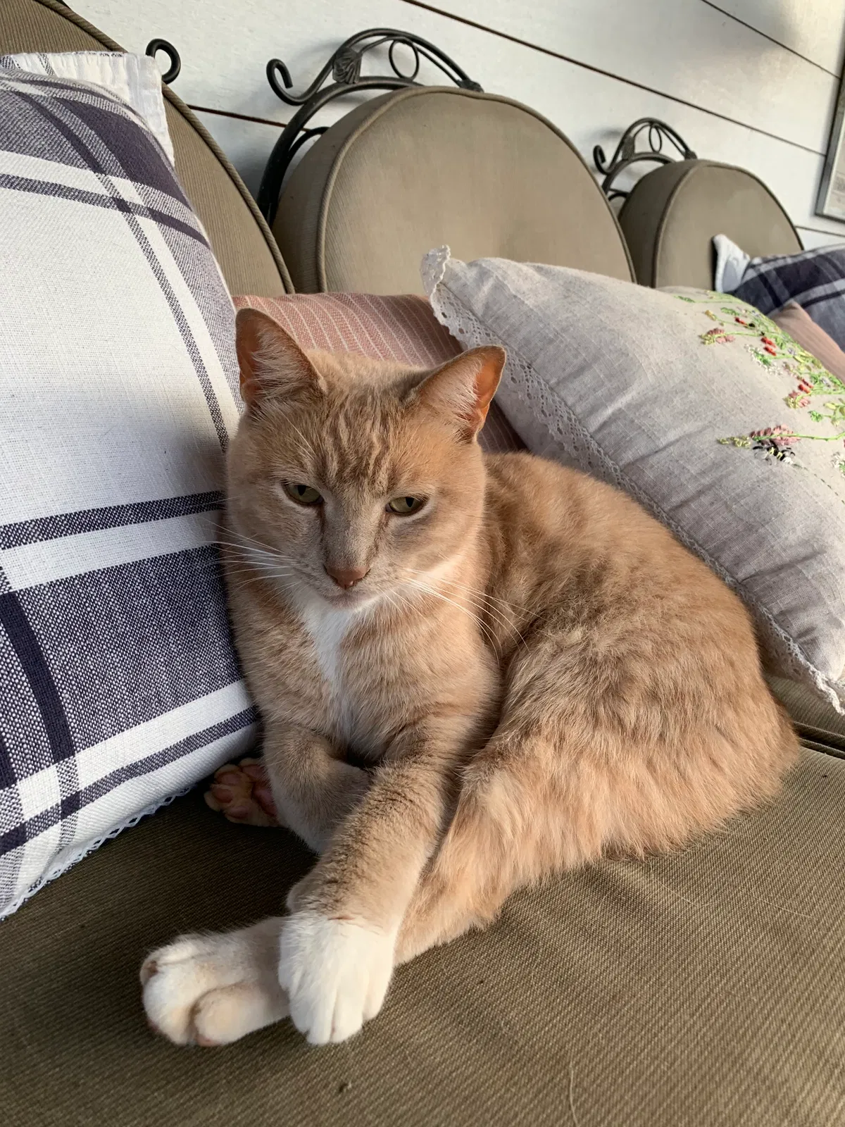 Lost cat in Macon, GA, 31220