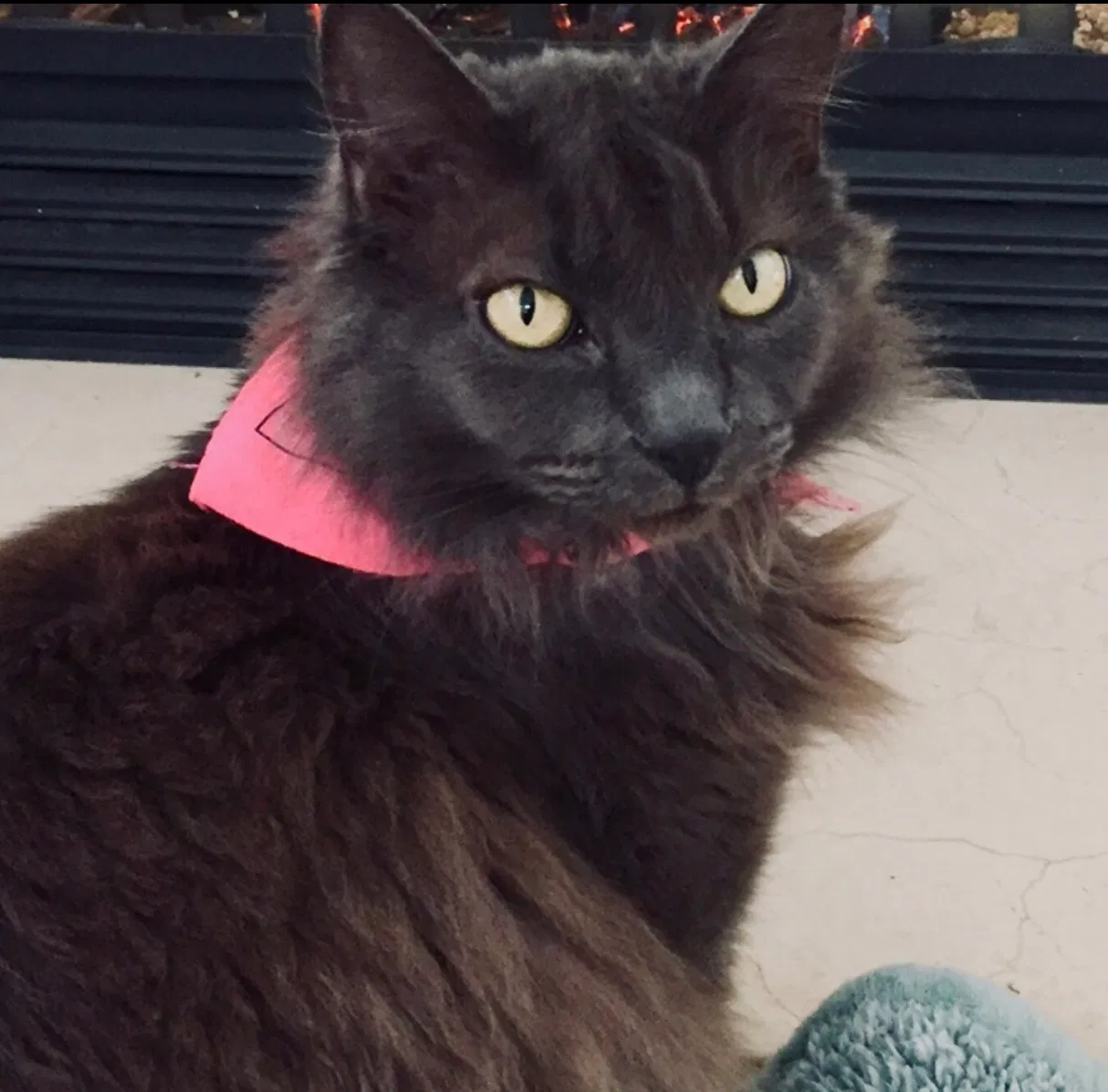 Lost cat in Glenwood, MD, 21738