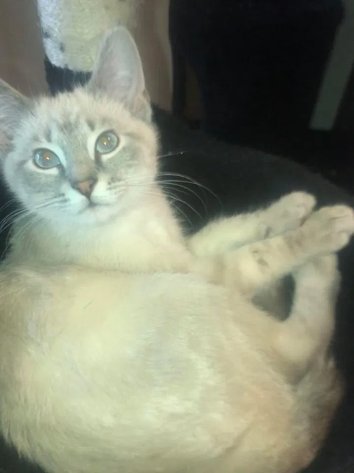 Lost cat in Cedar Rapids, IA, 52404