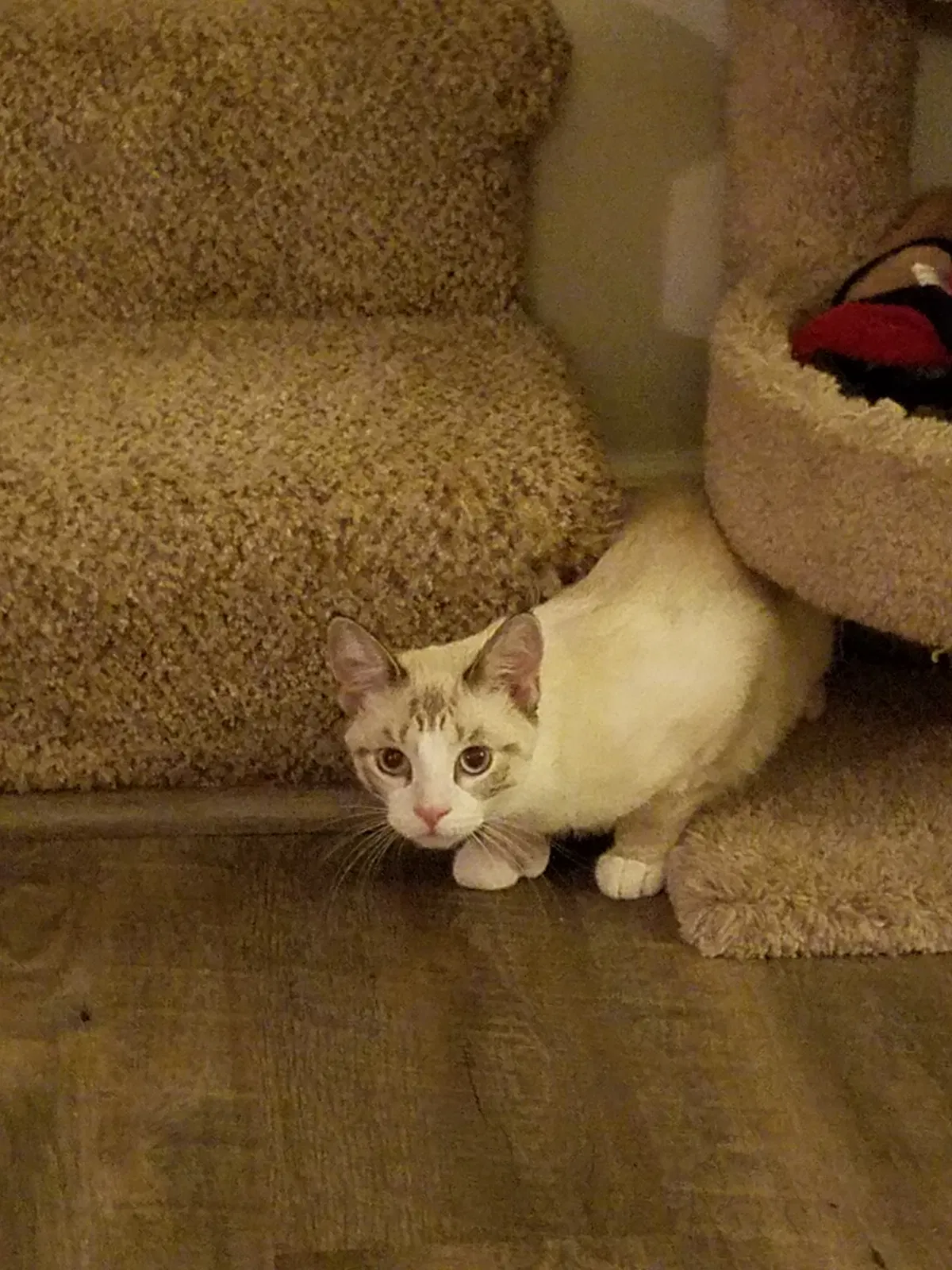 Lost cat in Rosemount, MN, 55068