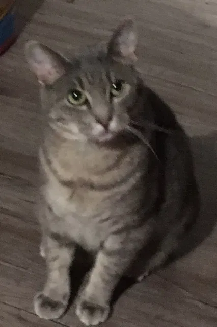 Lost cat in Fisher, IL, 61843