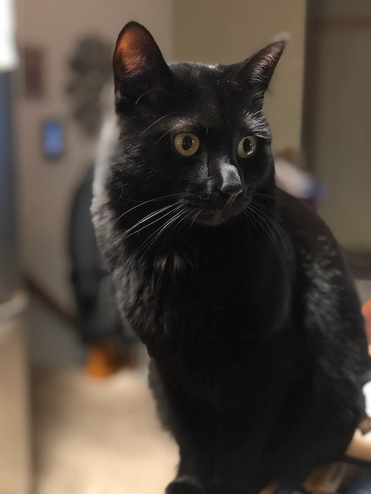 Lost cat in Marion, IA, 52302