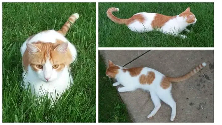 Lost cat in Medford, MN, 55049